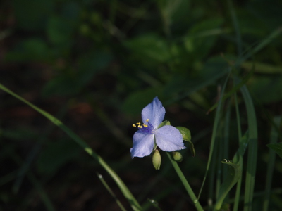 [This flower has three purple petals which have a pointed end and yellow-tipped purple stamen.]